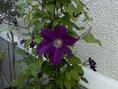 clematis