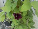 clematis visiniu catifelat