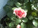 Pic0526109