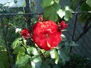 Pic0526085