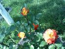 Pic0526075