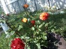 Pic0526073