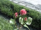 Pic0526079