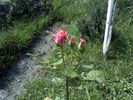 Pic0526078