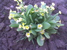 primula