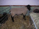suffolk -berbec de rasa