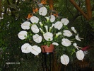 expo flora 21
