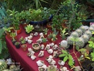 expo flora 70