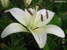 lily-white