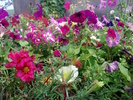 in gradina