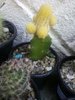 Echinopsis chamaecereus fma.clorofil-deficitara