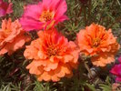 portulaca grandiflora