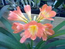 clivia