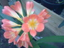 clivia