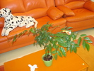 CASTANUL A CRESCUT MARE