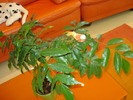 CASTANUL