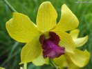 orchid-dendrobium