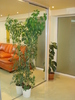 SCHEFFLERA,FICUS