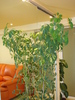 SCHEFFLERA