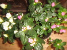 azalee