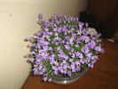campanula isophylla