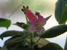 Kohleria Modroon 1