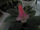 Kohleria Modroon 2
