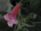 Kohleria Modroon 3