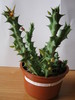 Orbea wissmannii (9)