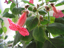 Kohleria Amabilis 7