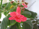 Kohleria Amabilis 8