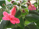 Kohleria Amabilis 9