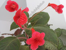 Kohleria Ryskan self 10