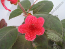 Kohleria Ryskan self 11