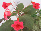 Kohleria Ryskan self 12
