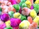 Colored Chicks