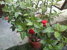 hibiscus  rosu  involt