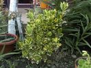 euonymus fortunei canadale gold