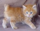 orange-cat