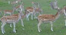 o turma de caprioare
