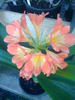 Clivia