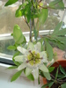 PASSIFLORA,BOBOCI SI FLORI