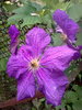 clematita