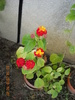 lantana