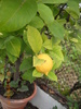 citrus  limon