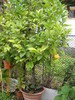 citrus  limon