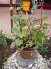 spanac  tropical