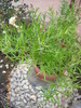 asparagus  falcatus