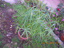 cyperus  alternifolius