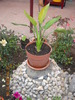 strelitzia reginae